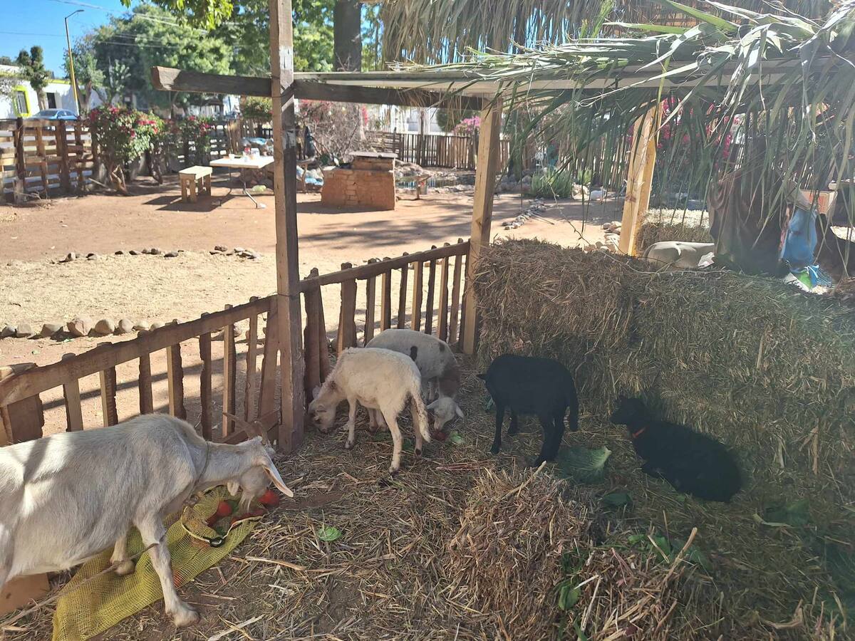 Los animales prestados para el nacimiento viviente de Cócorit, una tradición de 24 años, tras el lamentable ataque de una jauría de perros. / Imagen por Mayra Echeverría.