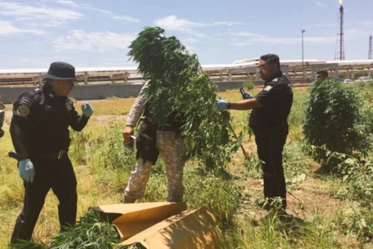 Hallan mariguana en refinería de Cadereyta