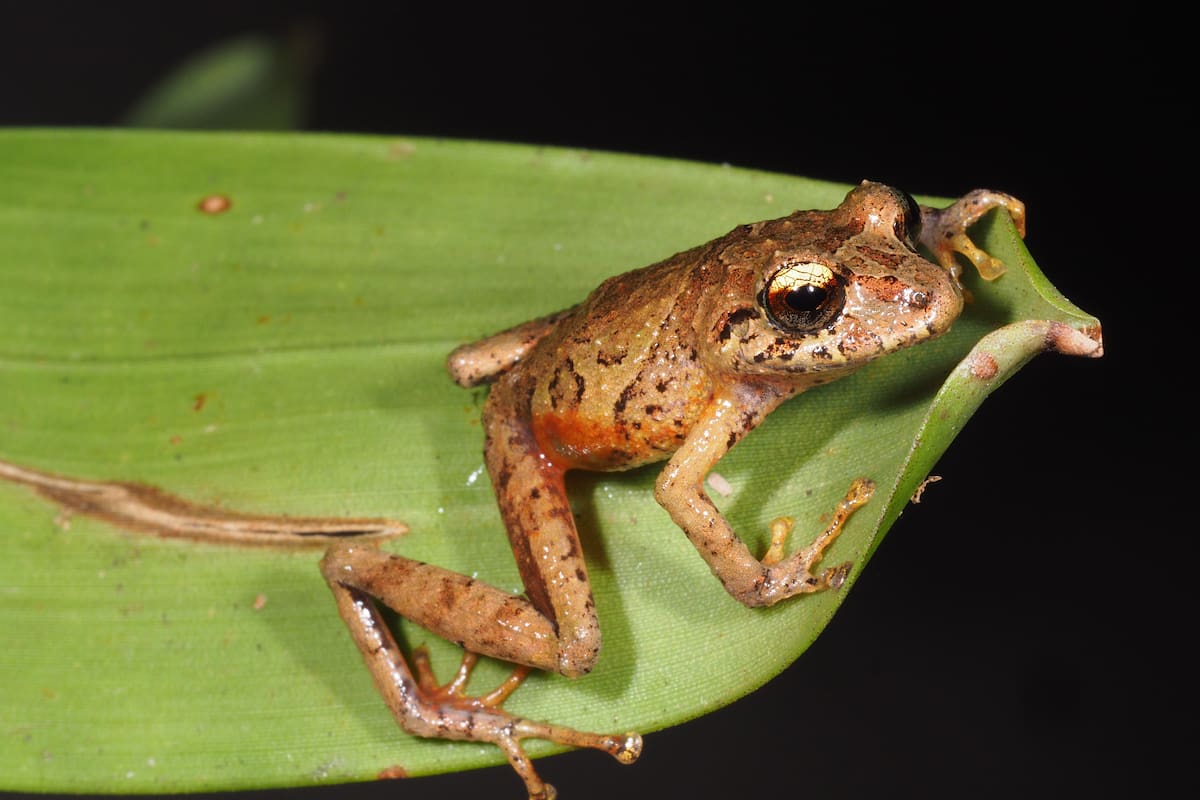 Descubren tres nuevas especies de ranas en el Amazonas ecuatoriano en zona de alta biodiversidad