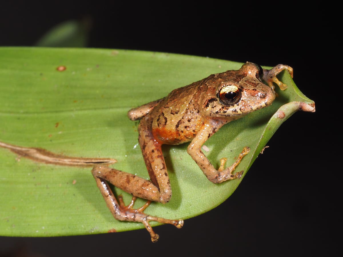 Pristimantis plateado se distingue por su iris plateado o bronce claro Universidad Técnica Particular de Loja, en Ecuador