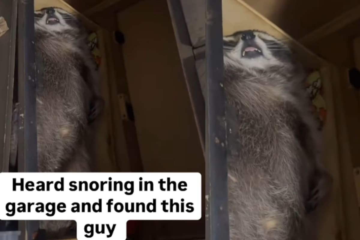 Hombre escucha ronquidos en su garaje y descubre que eran de un mapache dormido