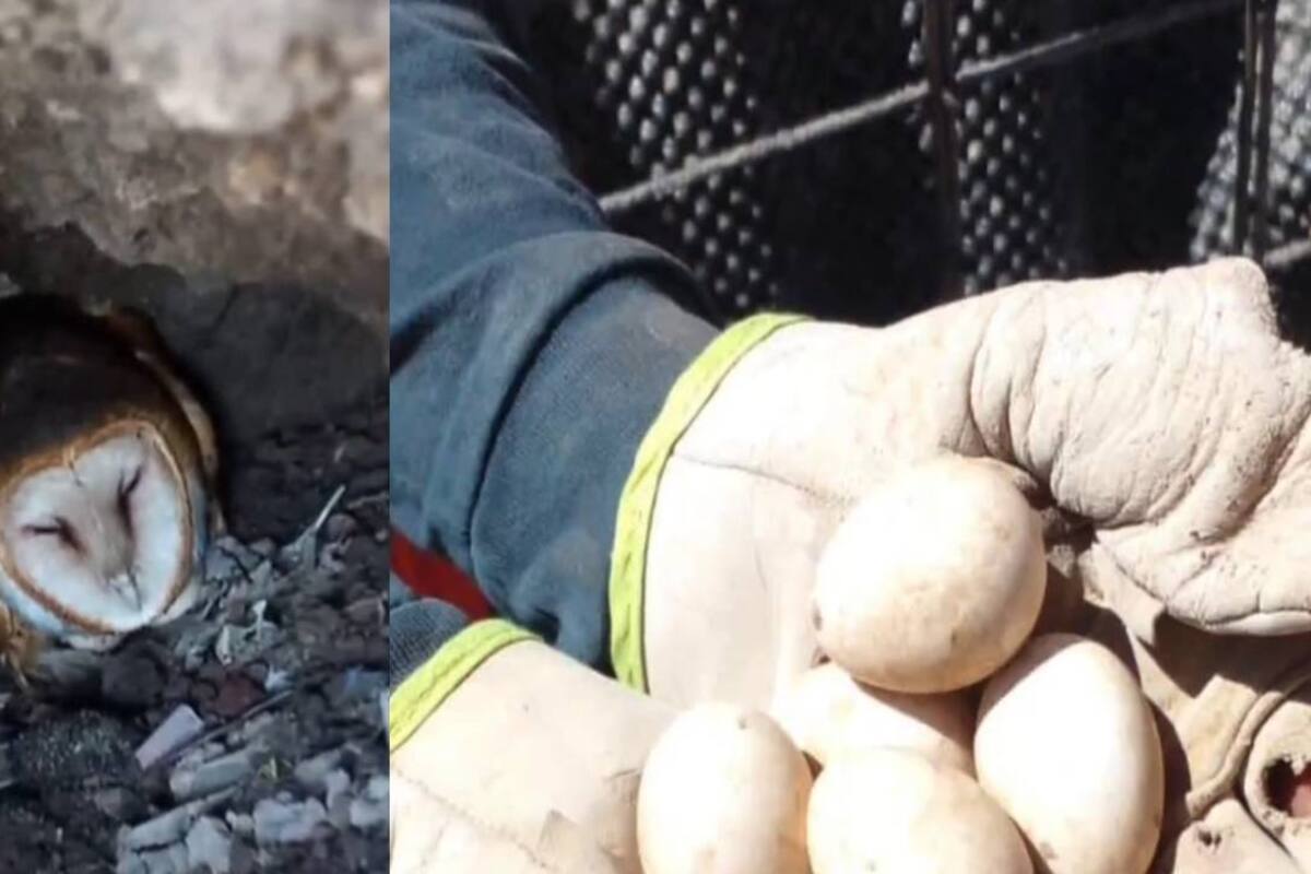Rescatan a una lechuza y sus huevos en obras de la autopista México-Pachuca
