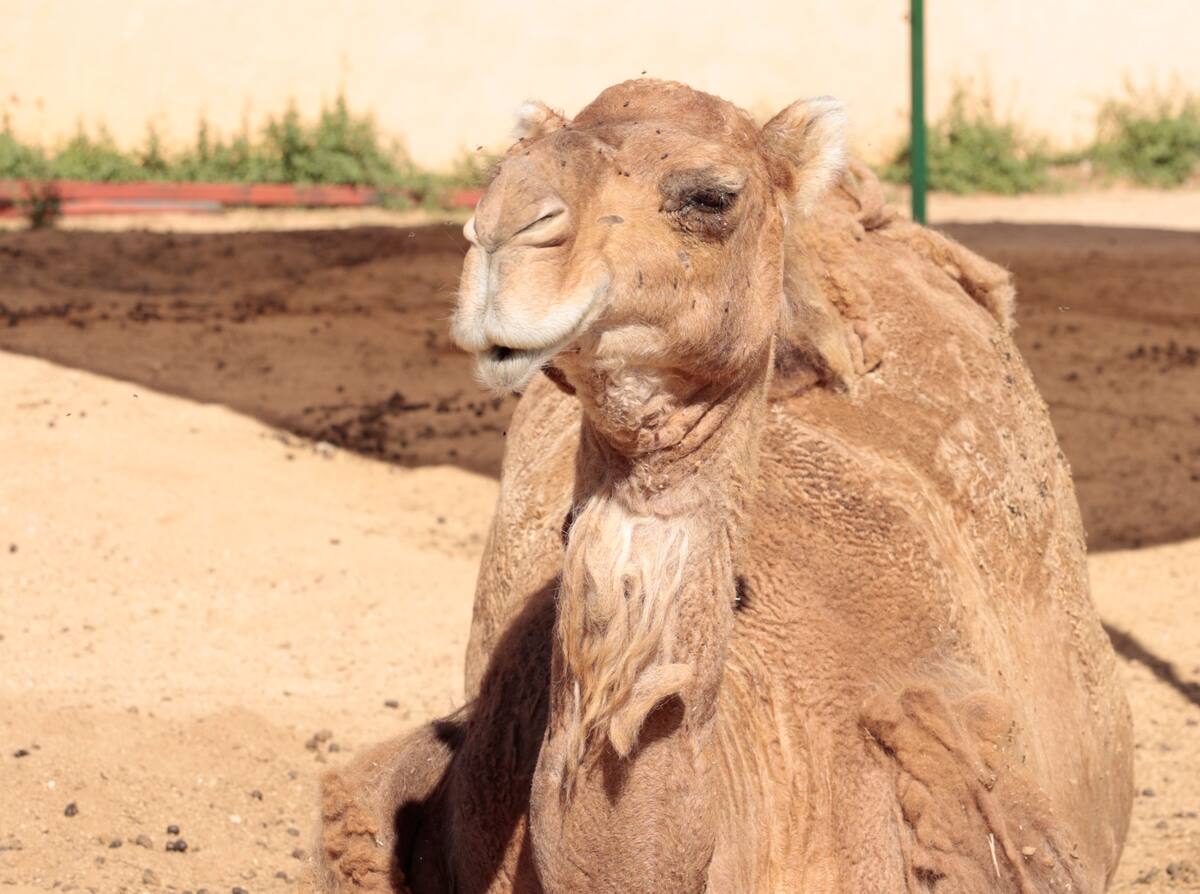 A los dromedarios les gusta comer diferentes tipos de hojas o verduras con sus grandes hocicos y dormitar en el Sol.