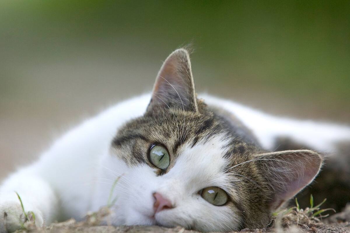 Día Internacional del Gato, los poderes ocultos de los felinos