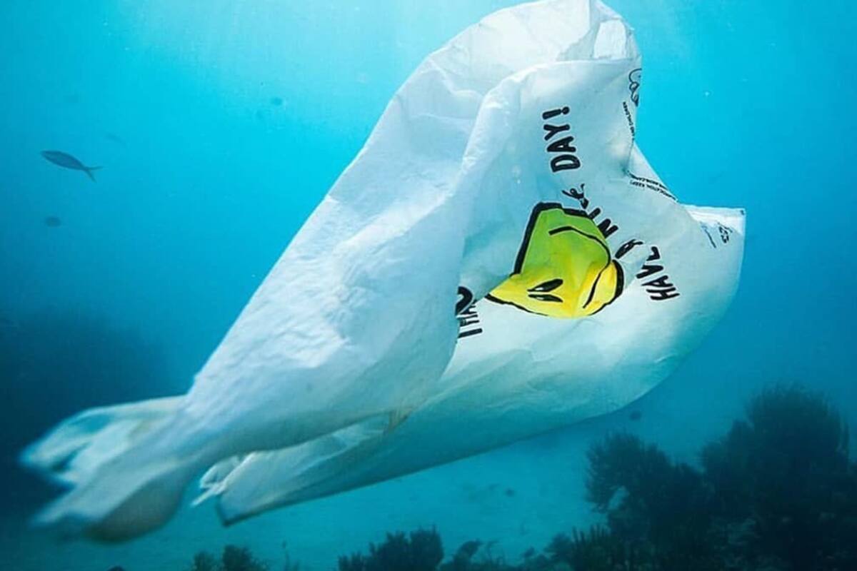 Nueva bolsa biodegradable: En el agua se convierte en alimento para peces