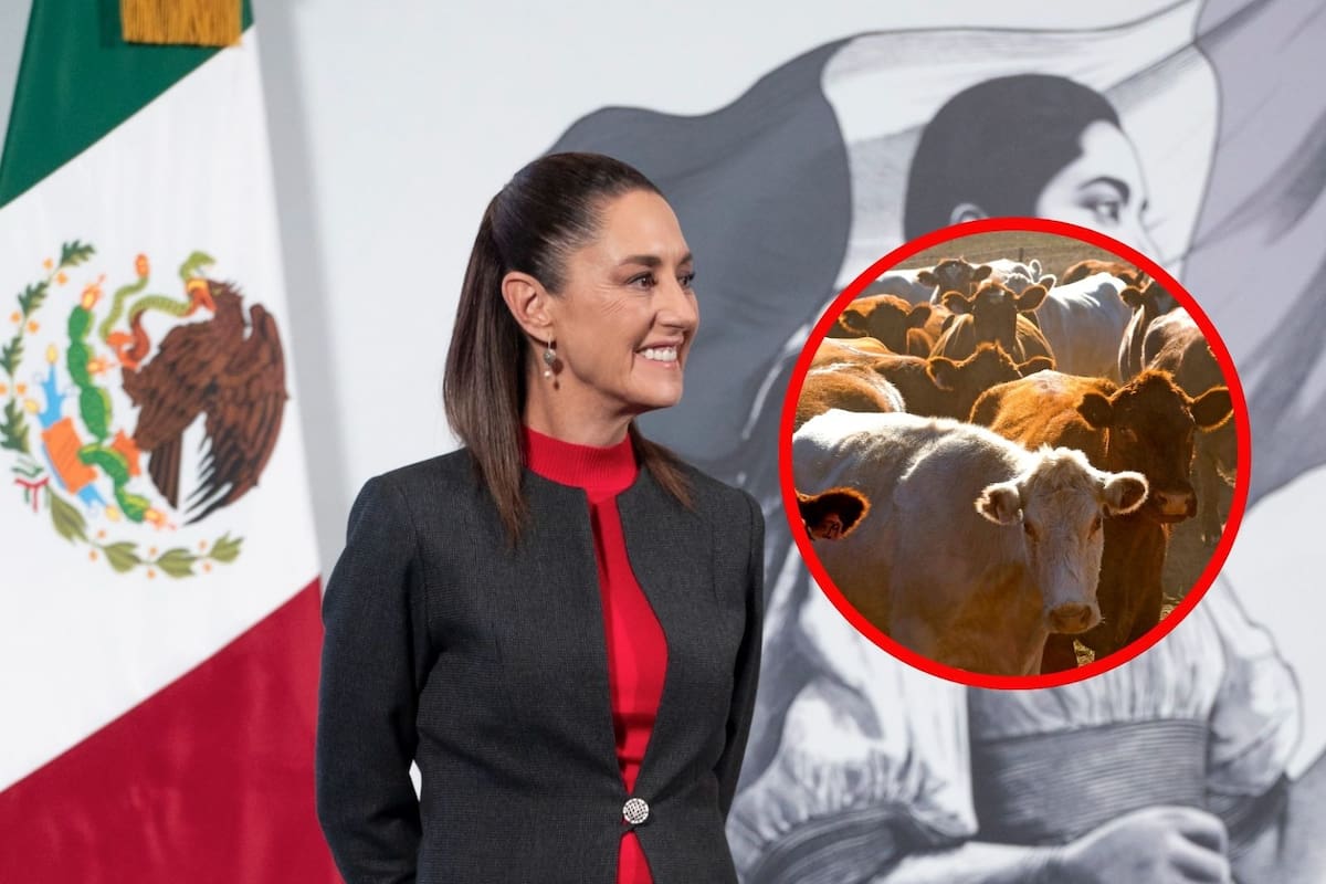 Sheinbaum: “Es muy difícil” generar un esquema de apoyo gubernamental para ganaderos tras cierre de la frontera de EEUU por gusano barrenador