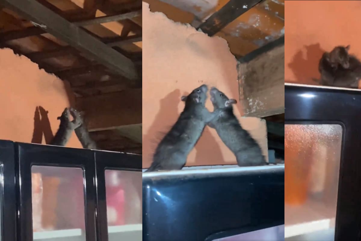 VIDEO: hombre encuentra a dos ratas en una intensa pelea encima del armario de su cocina