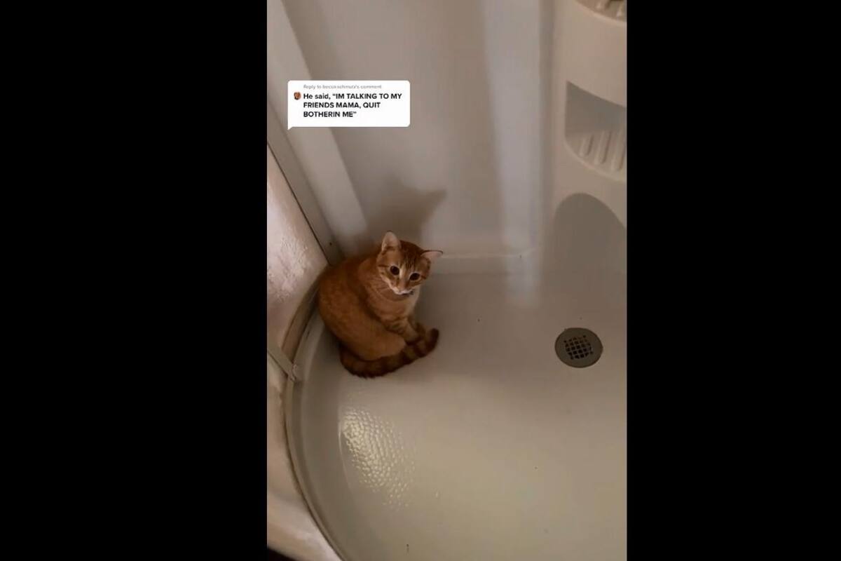 VIRAL: Joven descubre a su gato en una ducha y tiene divertida reacción