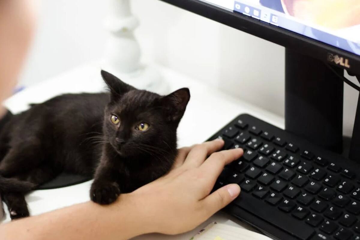 ¿Cómo ven los gatos a las personas? Biólogo lo aclara