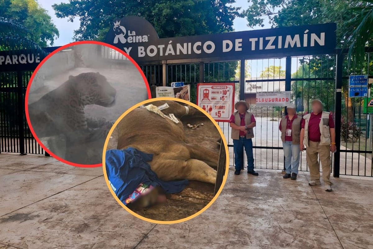 Profepa clausura Zoológico La Reina en Yucatán por negligencia y condiciones críticas para los animales