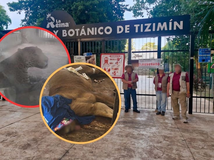 Profepa clausura Zoológico La Reina en Yucatán por negligencia y condiciones críticas para los animales