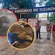 Profepa clausura Zoológico La Reina en Yucatán por negligencia y condiciones críticas para los animales