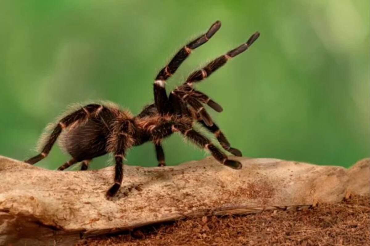 Impiden la importación de 119 tarántulas vivas escondidas en zapatos