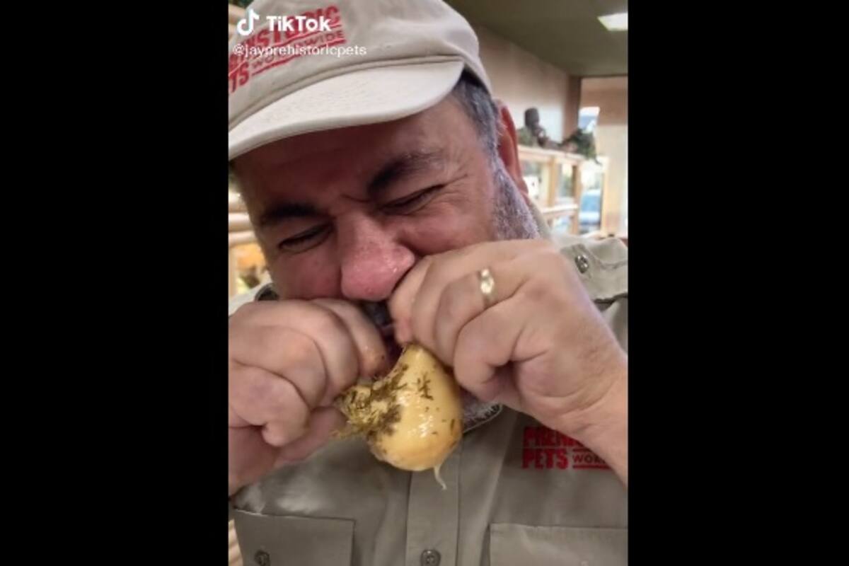 Viral: Hombre abre huevo de serpiente con la boca