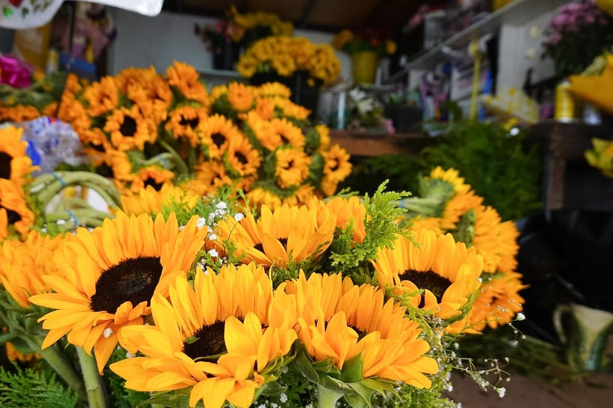 Flores amarillas se vuelven tendencia en Tijuana y aumentan hasta 50% las ventas de florerías