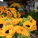 Flores amarillas aumentan ventas en Tijuana