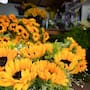 Flores amarillas se vuelven tendencia en Tijuana y aumentan hasta 50% las ventas de florerías