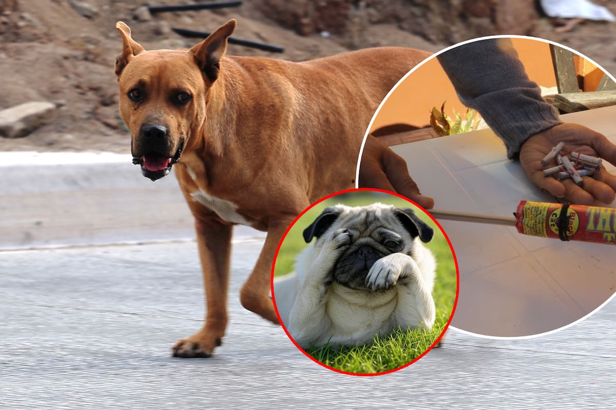 Al menos 26 perritos se pierde por pirotecnia en Año Nuevo, reporta Pata de Perro