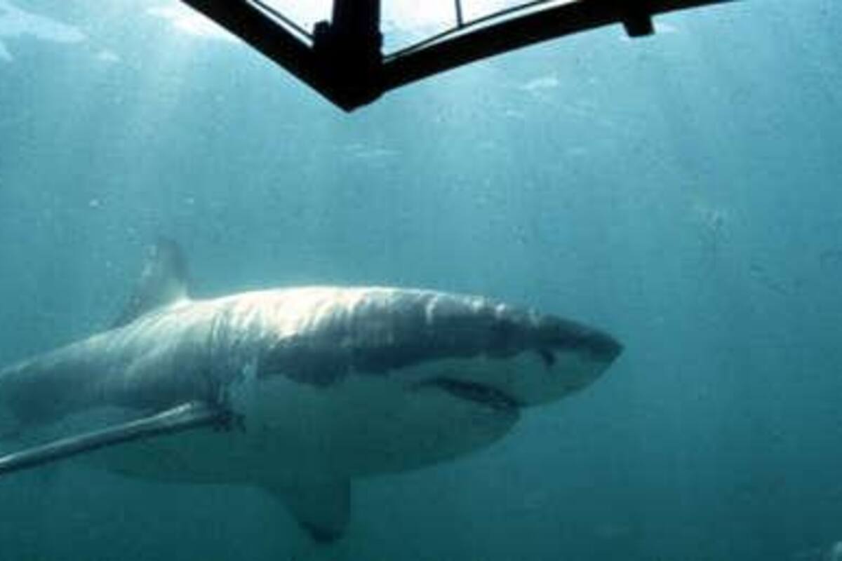 VÍDEO: Enorme tiburón blanco es visto junto a isla de Italia