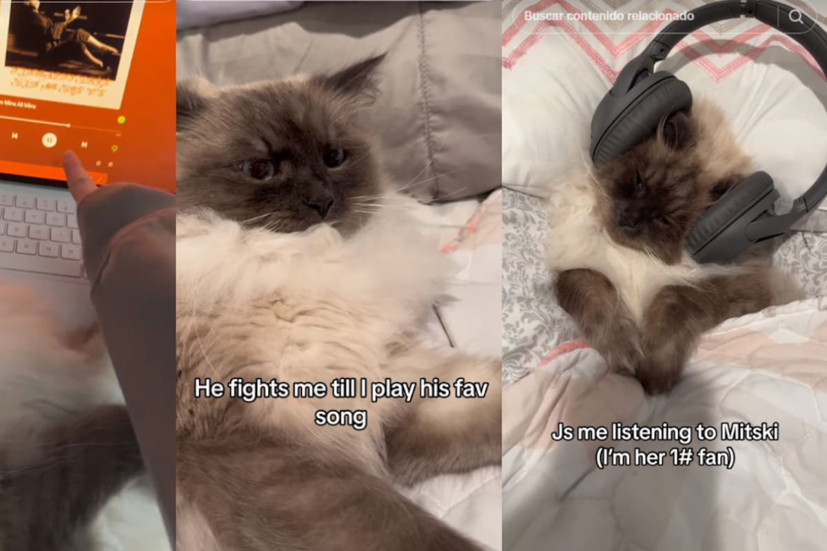 VIDEO: este gato se viraliza por enfurecerse si quitan su canción favorita