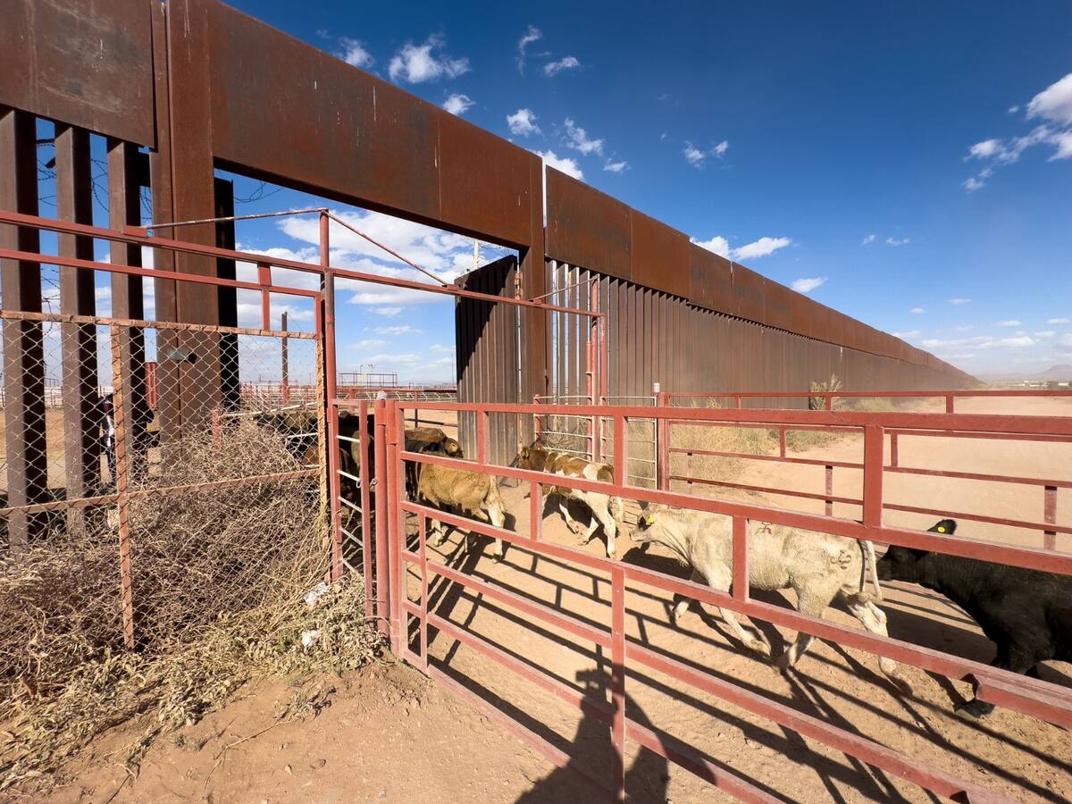 Los ganaderos también desconocen cómo van a cubrir la tarifa arancelaria por el ganado que exporten a Estados Unidos. FOTO: BANCO DIGITAL