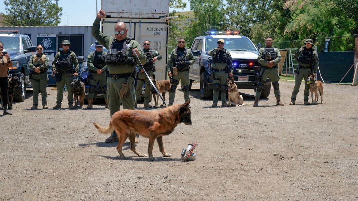 Rambo, integrante de la Unidad K9 desde 2016, fue despedido con honores tras una trayectoria dedicada a la detección de explosivos y labores preventivas en Tijuana. Foto: Cortesía