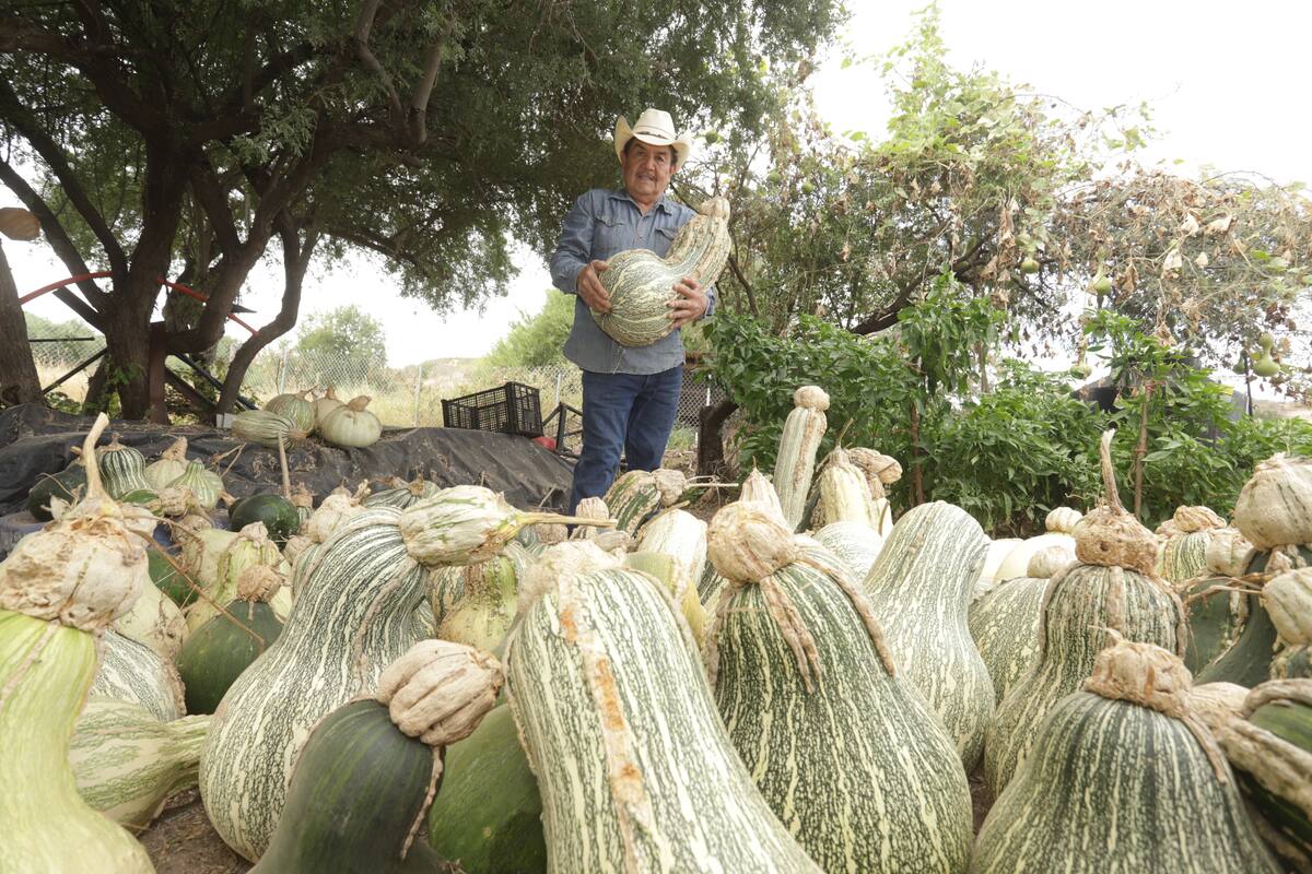 VIDEO: “Tremendos calabazones” cosechan en San José de Batuc Sonora