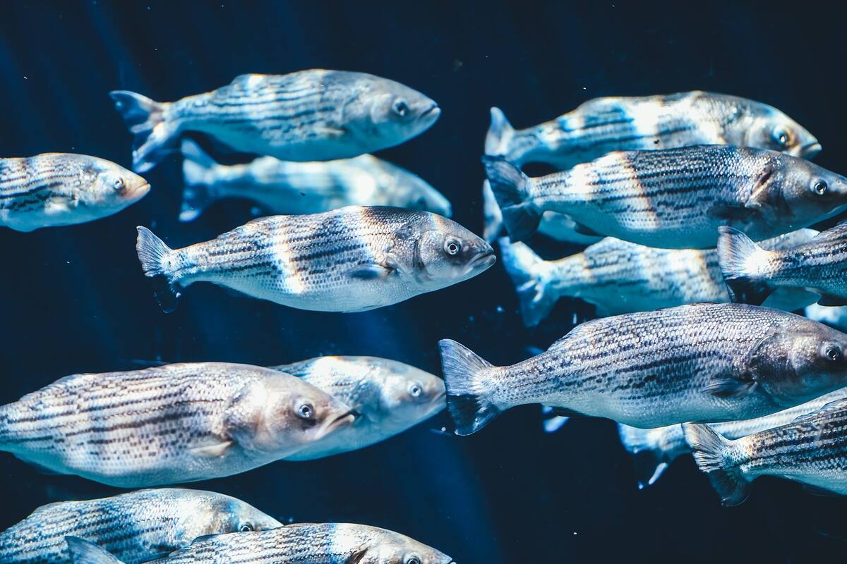 La tercera parte de los peces de agua dulce se enfrentan a la extinción