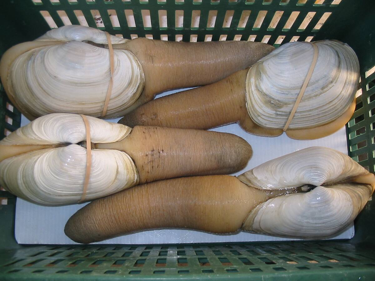 Los geoducks, con sus conchas desproporcionadamente grandes y sifones extendidos, son una especie de molusco que habita en las profundidades del Pacífico Noroeste.
