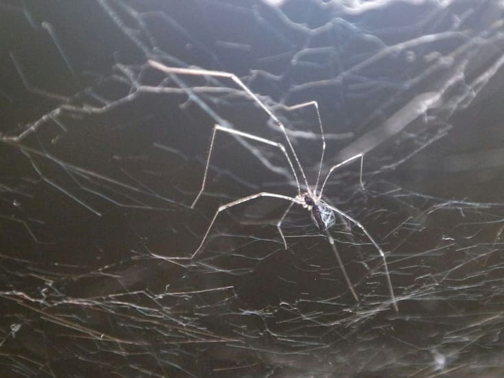 ¿Arañas en tu hogar?, ¡No las mates!, pueden ser un signo de protección y prosperidad