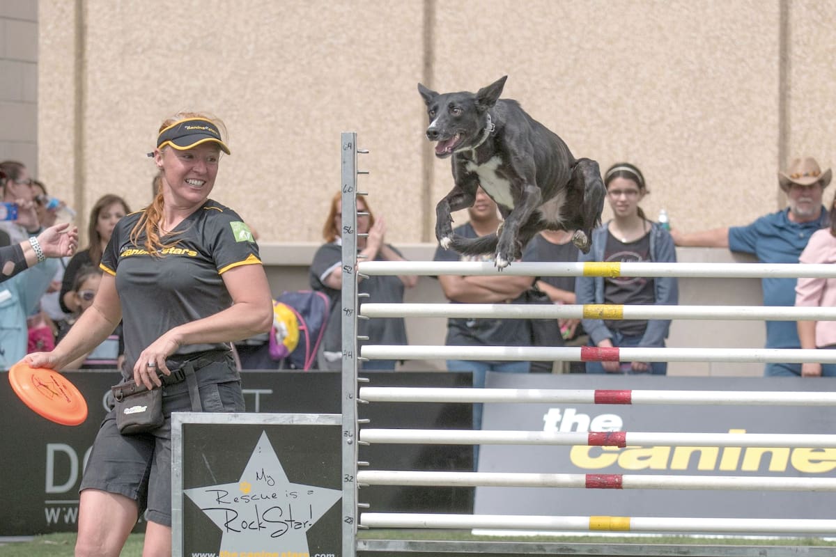The Canine Stars Stunt Dog Show en Chandler: espectáculo con perros rescatados, acrobacias y adopción este 21 de febrero