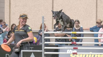 The Canine Stars Stunt Dog Show en Chandler: espectáculo con perros rescatados, acrobacias y adopción este 21 de febrero