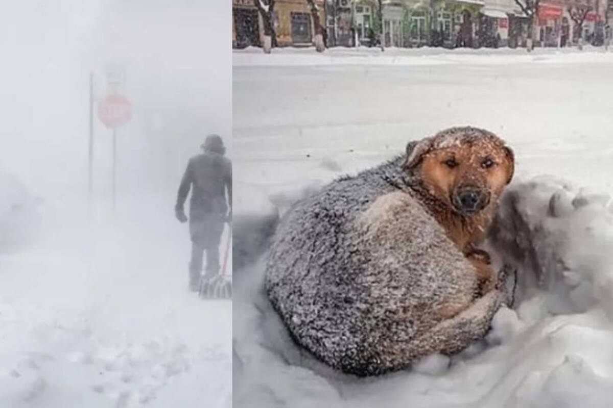 Niña sobrevive a una tormenta de nieve abrazada de un perro en Rusia