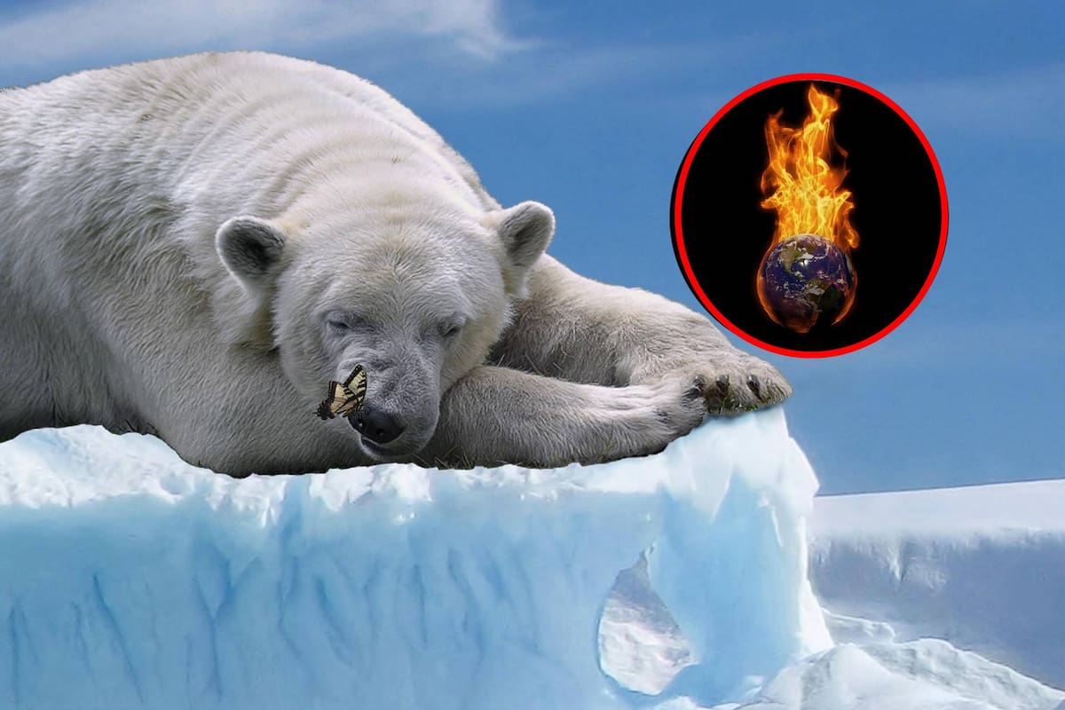 27 de Febrero Día Internacional del Oso Polar: 5 curiosidades que no sabías sobre ellos