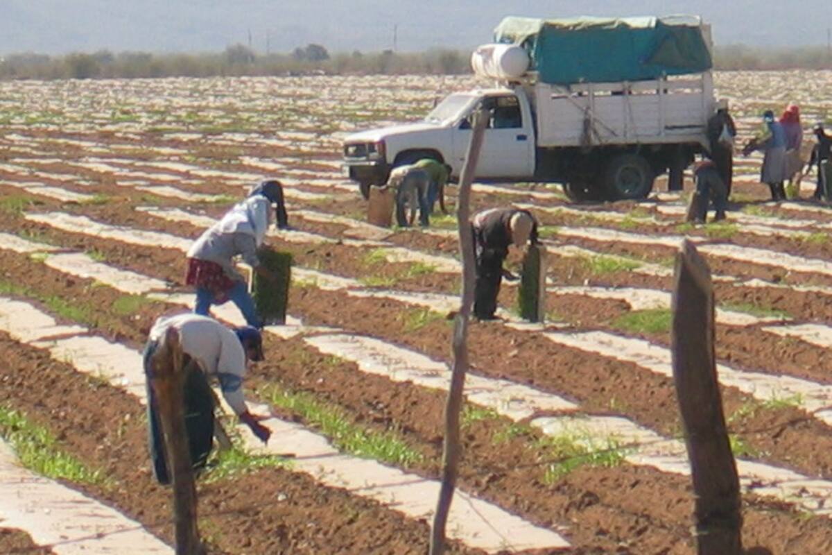 “Ahuyenta” inseguridad a campesinos
