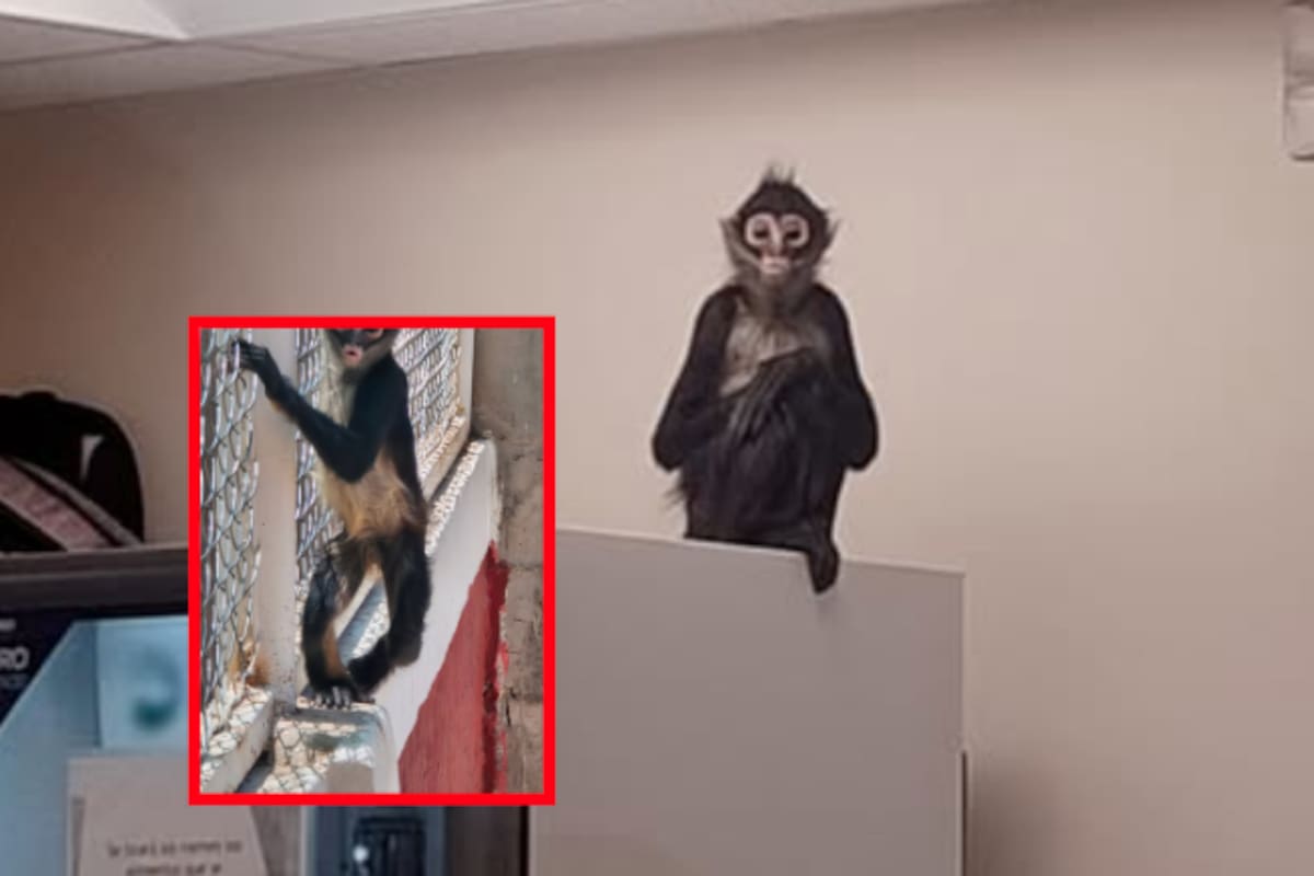 En EEUU denuncian que en México crías de mono araña son arrancadas de sus madres y vendidas en redes: la nueva cara del tráfico ilegal