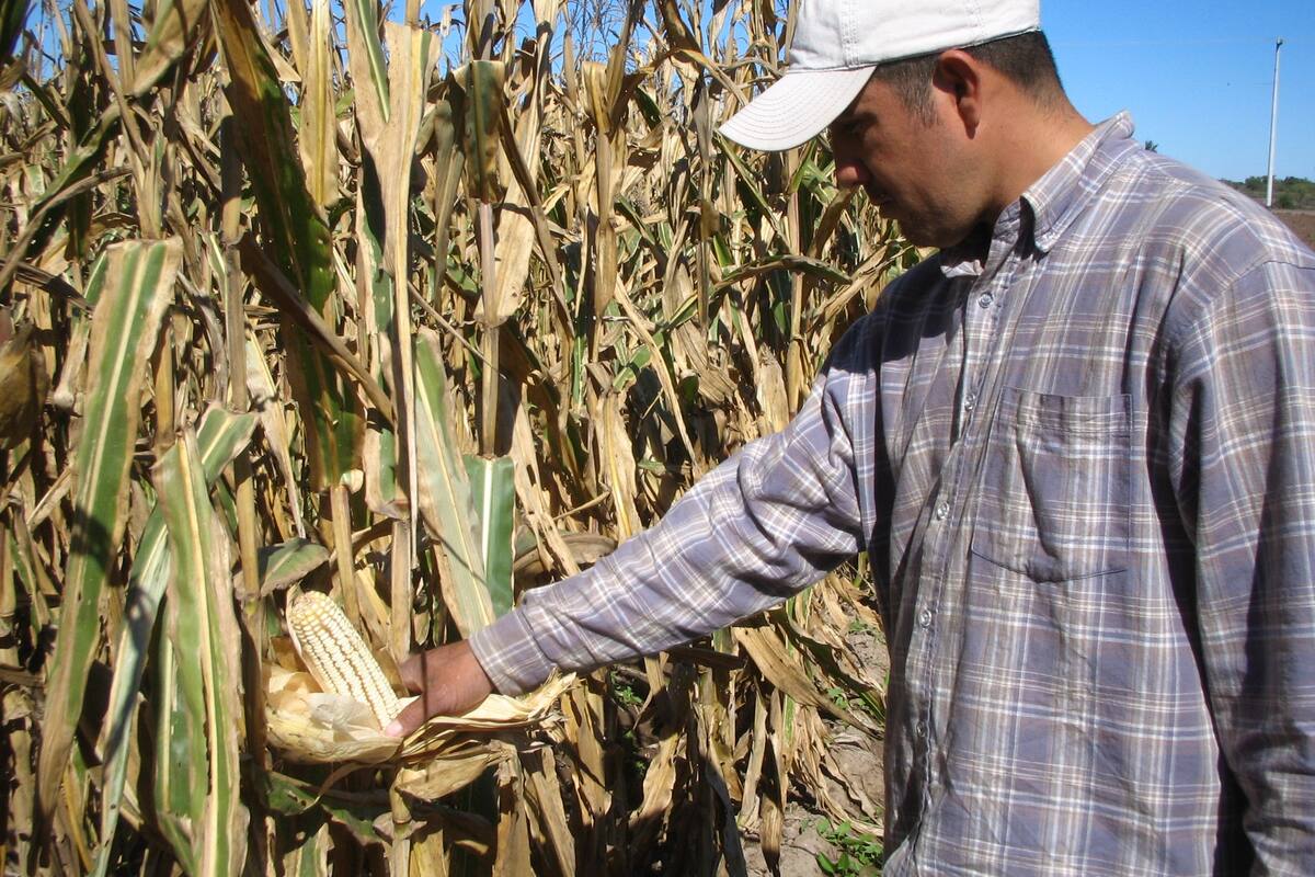 Obliga la sequía a los agricultores a cambiar cultivos