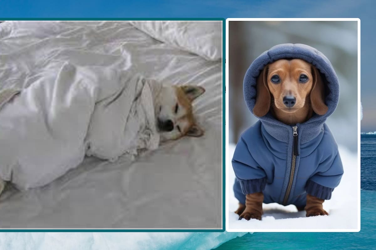 Estas son las recomendaciones del Gobierno de México para proteger a tus mascotas en temporada de invierno