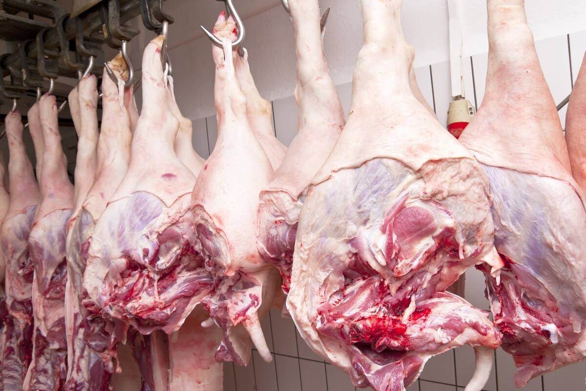 Sufren porcicultores baja en precios por pandemia