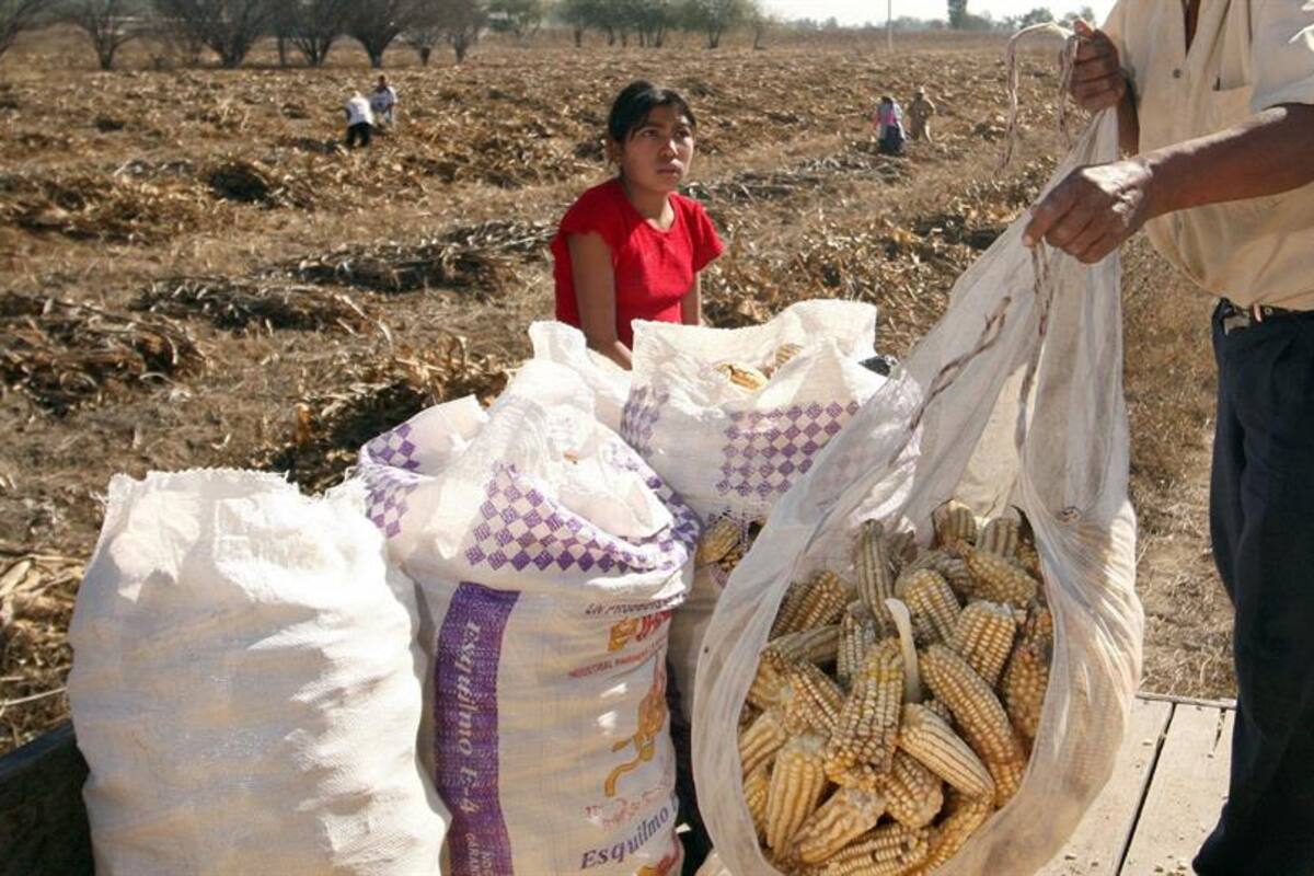 Mexicanos llegan a Canadá para trabajar en el sector agrícola