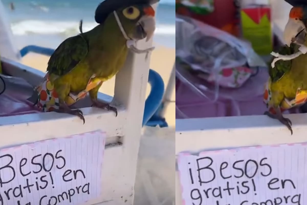 “Da besitos de regalo con cada compra”: periquito se vuelve viral al ayudar en el puesto de su dueña