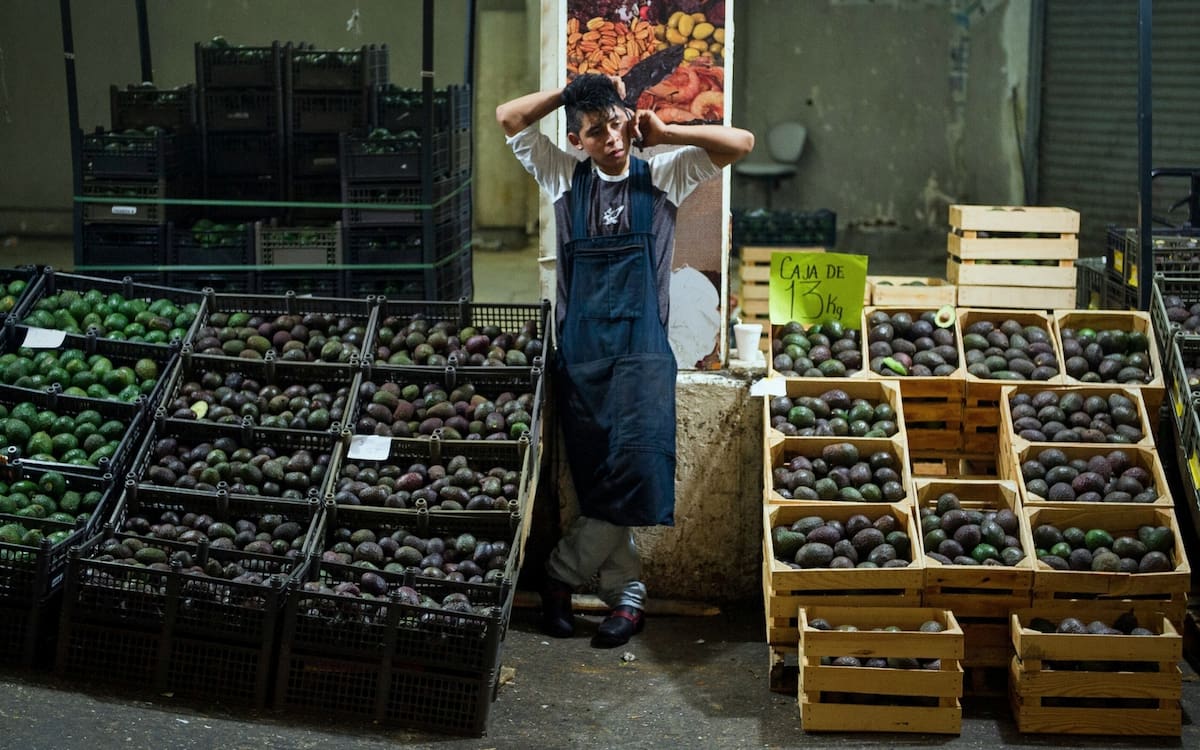 Un comerciante permanece entre cajas y tarimas llenas de aguacate en un centro de distribución, donde la acumulación de producto podría presionar los precios a la baja. Foto: Archivo GH