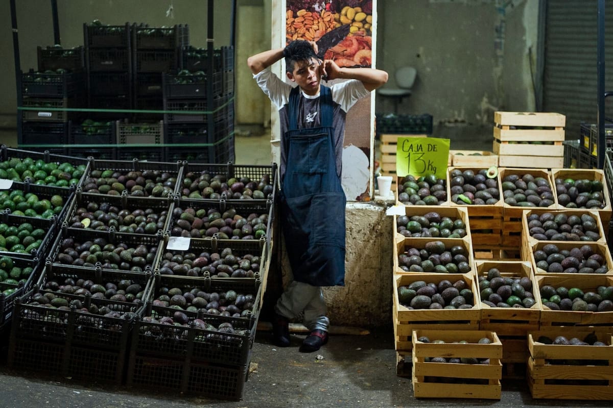 El aguacate podría bajar de precio en México tras la suspensión de exportaciones a Estados Unidos