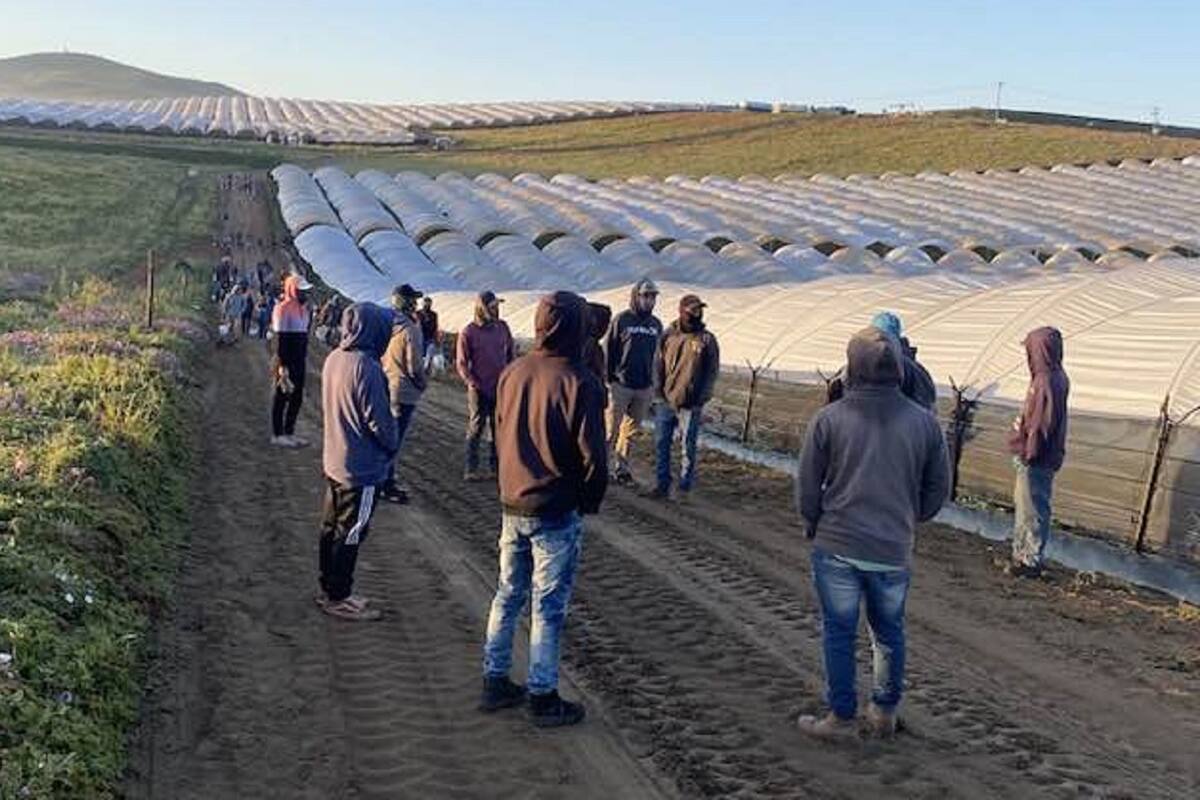 Señalan que contratación de guatemaltecos en los campos de SQ es mínima