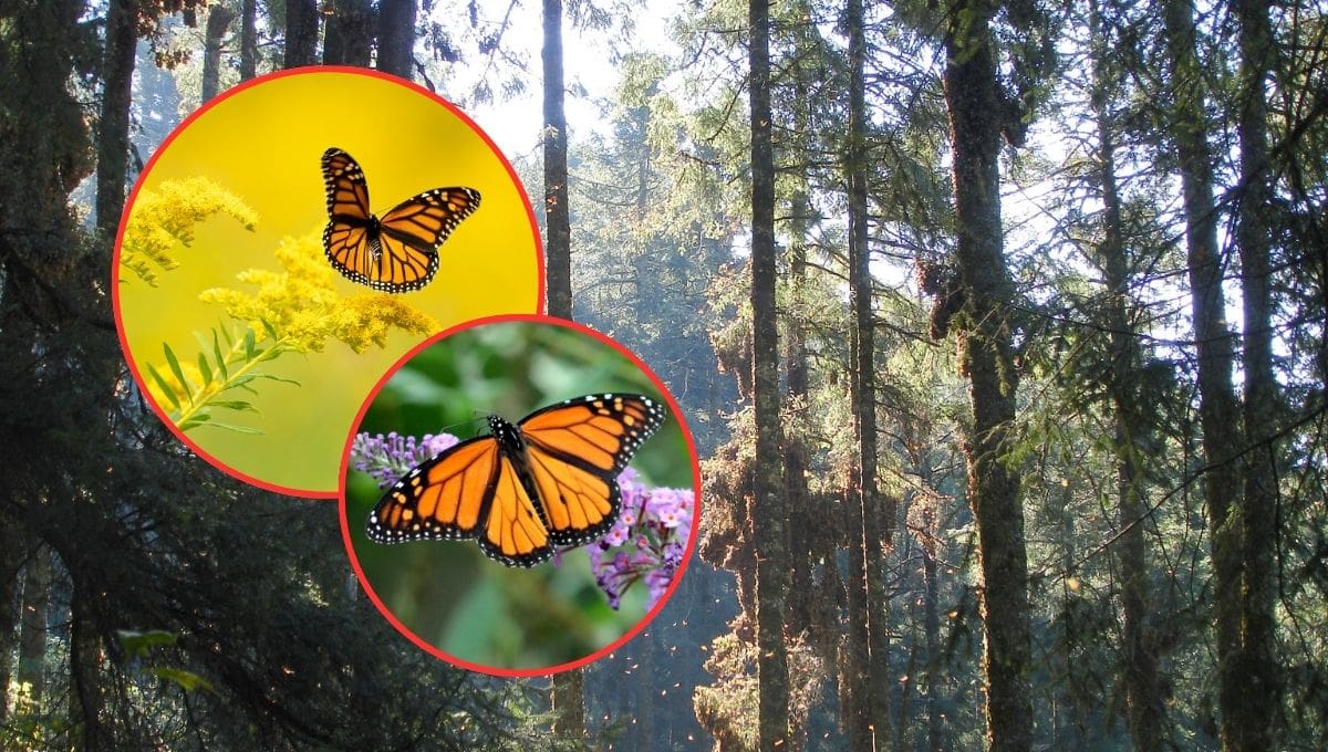 Arribo tardío de la mariposa monarca