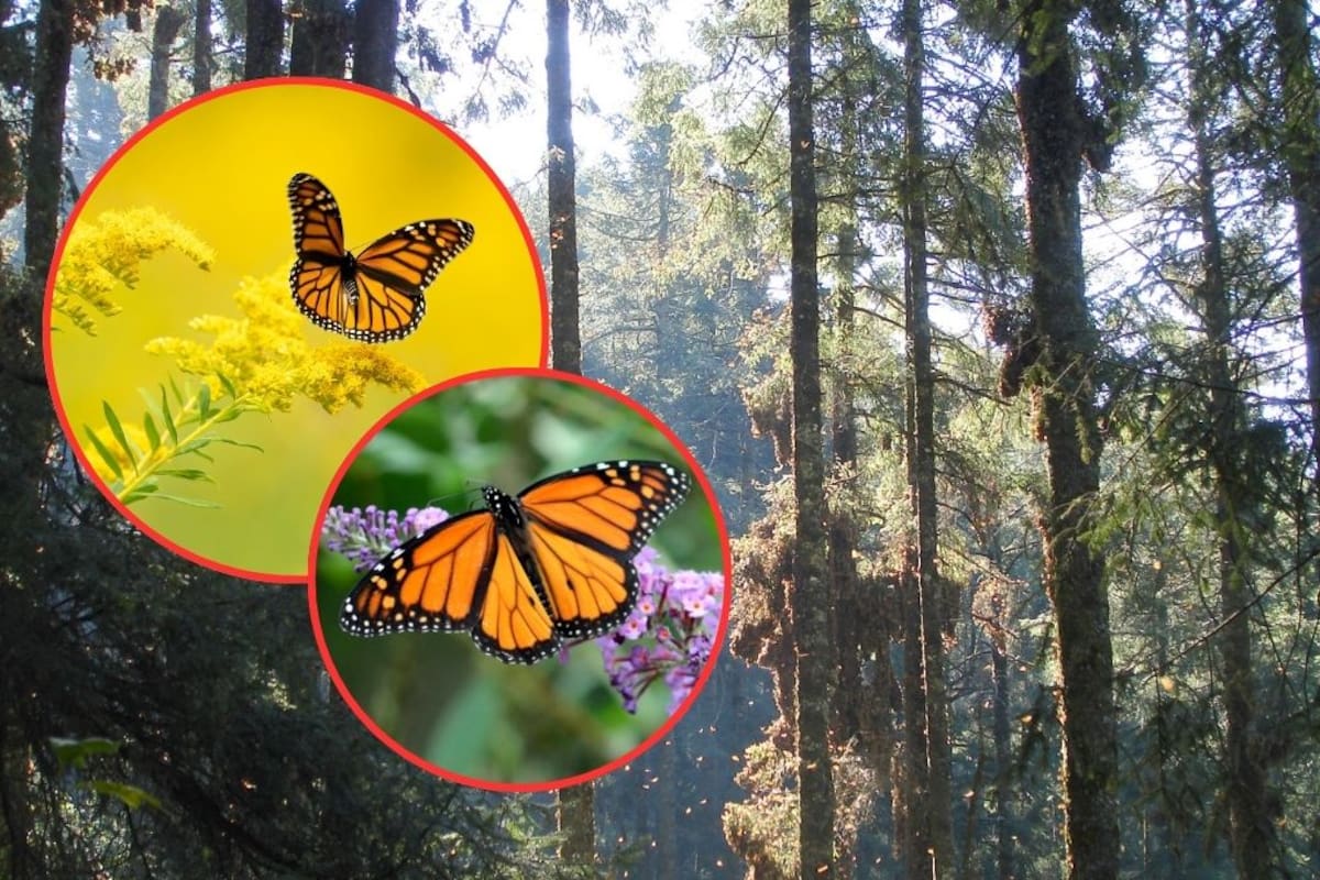 Michoacán declara 2025 como el Año de la Mariposa Monarca