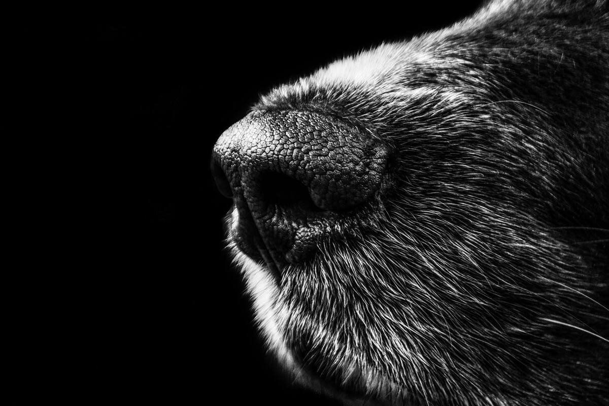 Enséñale a tu perro en dónde hacer sus necesidades tanto dentro como fuera de casa