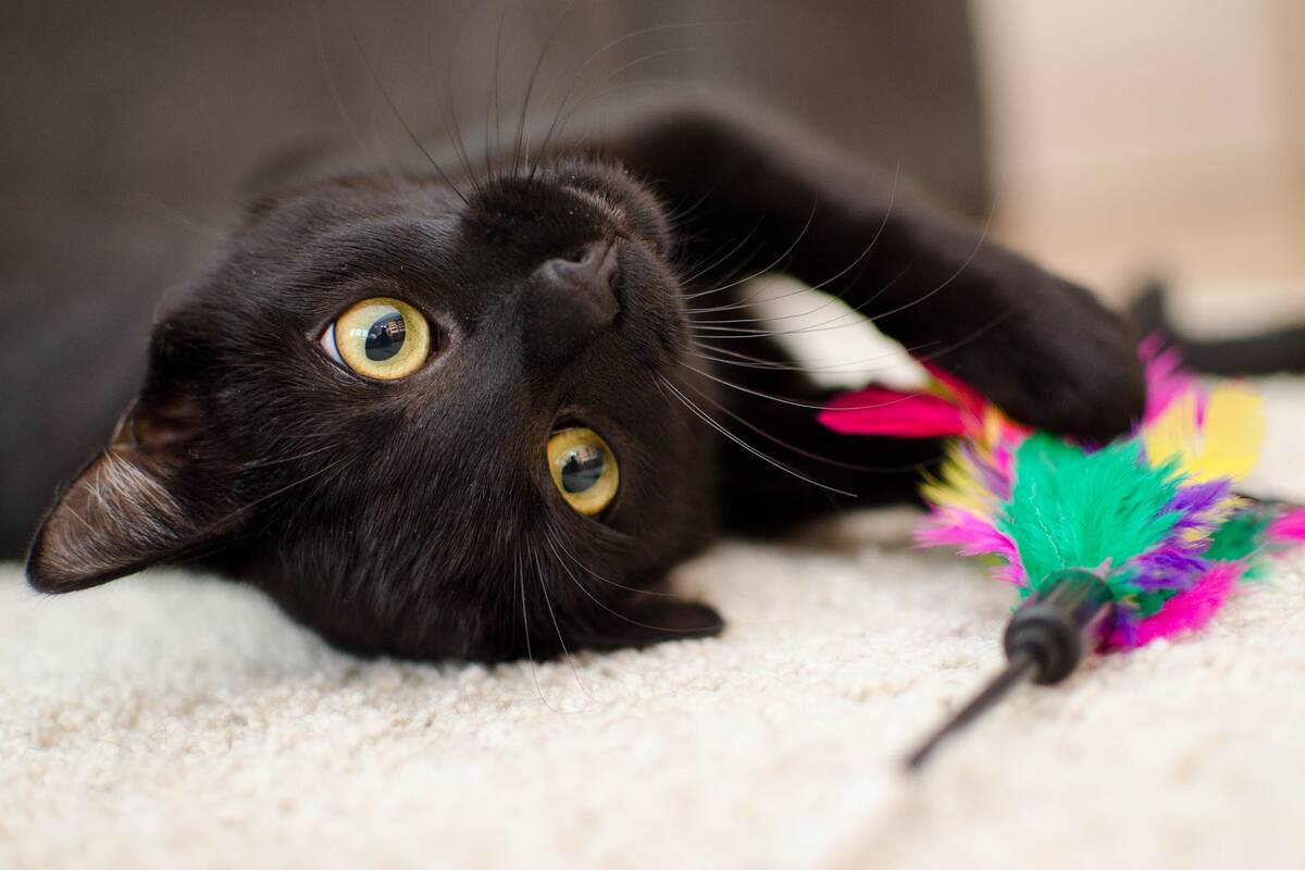 Lanzan en Tampico campaña para proteger gatos negros y blancos en Halloween y Día de Muertos