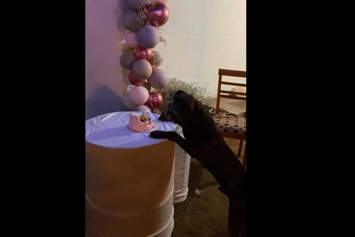 VIDEO TIKTOK: Perrito se come el pastel de cumpleaños de su dueño