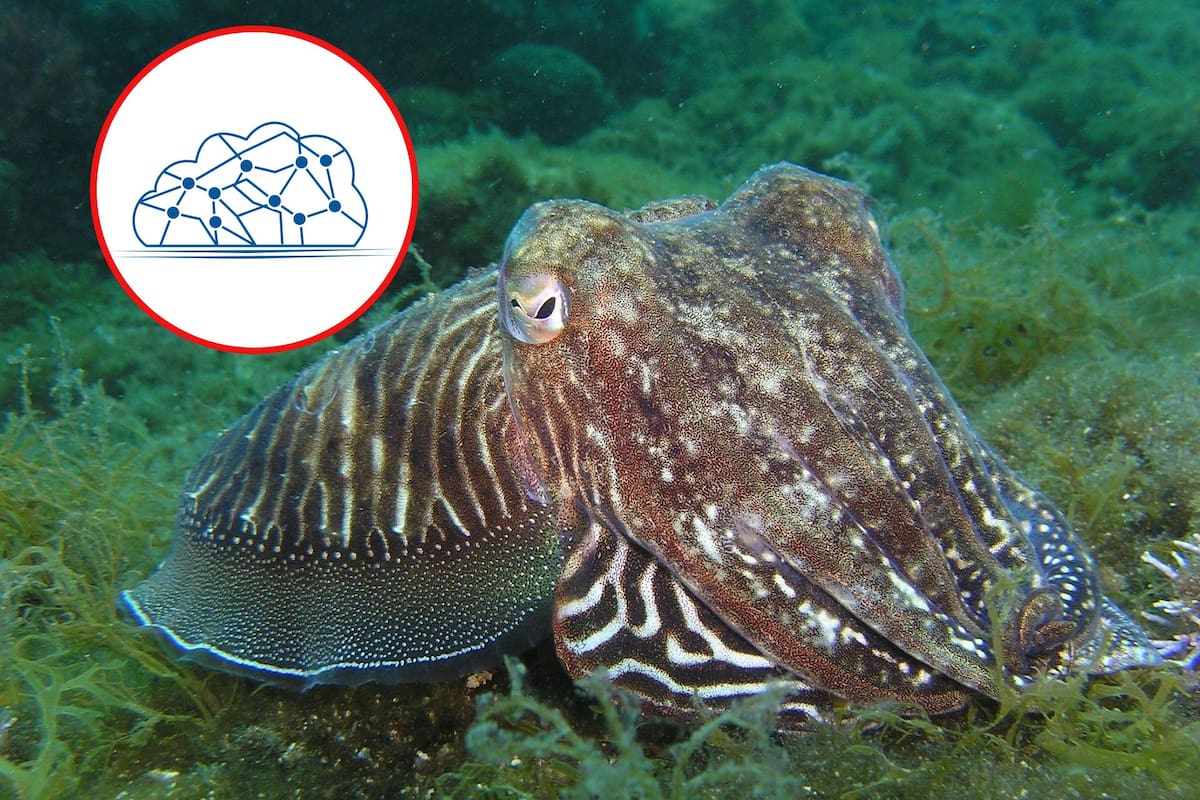 Una sepia supera test de inteligencia infantil